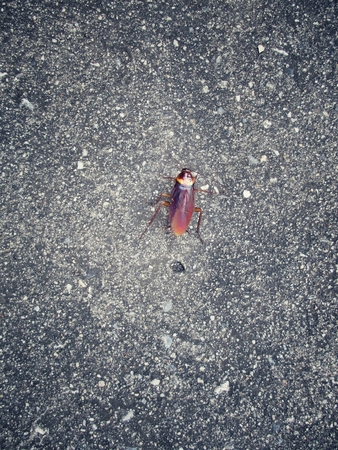 Cockroachの写真素材