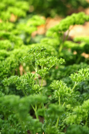 Parsleyの写真素材