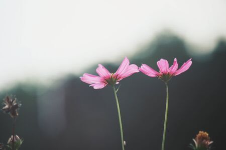 Pink cosmos flowersの写真素材