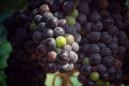 Grapes in vineyardの写真素材