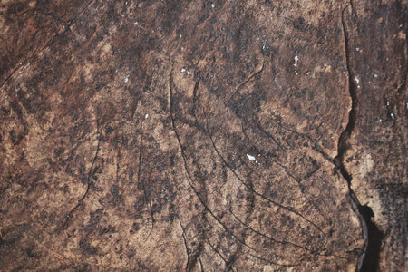 Wood backgroundの写真素材