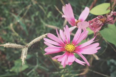 Pink cosmos flowersの写真素材