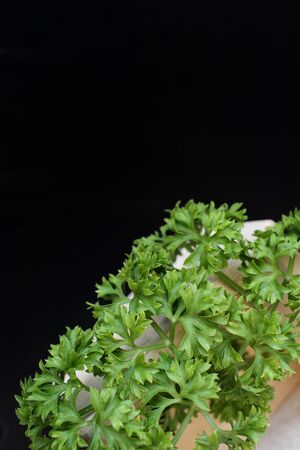 Parsleyの写真素材