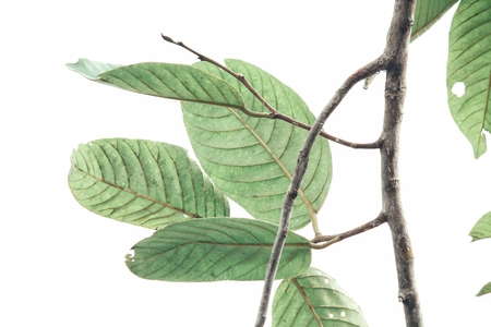 Green leavesの写真素材