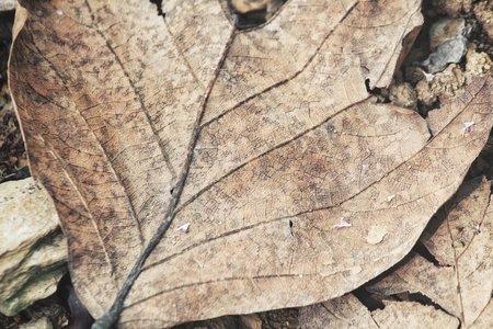 Dried leavesの写真素材