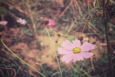 Pink cosmos flowersの写真素材
