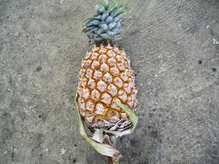 Pineapplesの写真素材