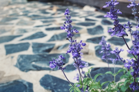 Purple flowersの写真素材