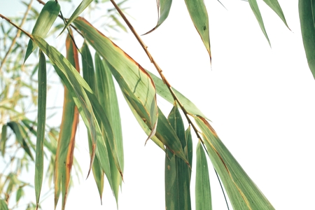 Bamboo leavesの写真素材