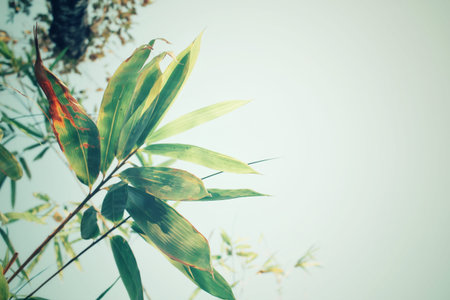 Bamboo leavesの写真素材