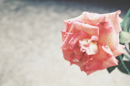 Vintage rosesの写真素材