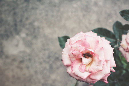 Vintage roses