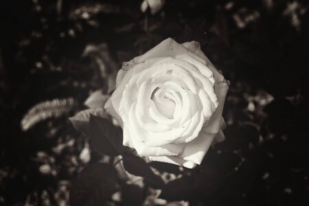 White roseの写真素材