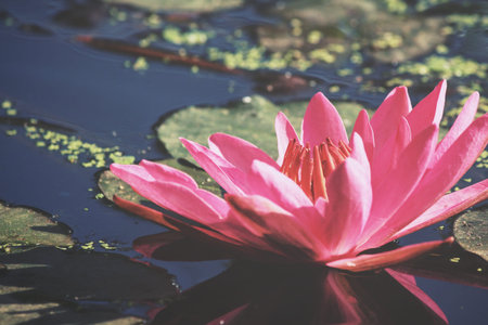 Lotus flower in the pondの写真素材