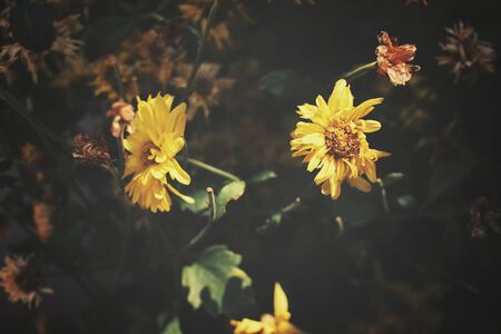 Yellow flowersの写真素材