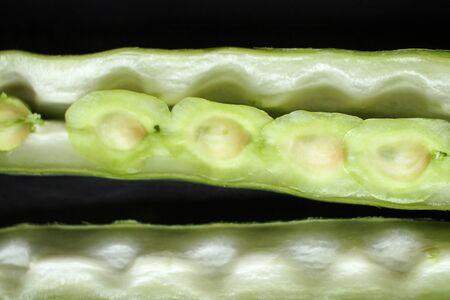 Moringaの写真素材