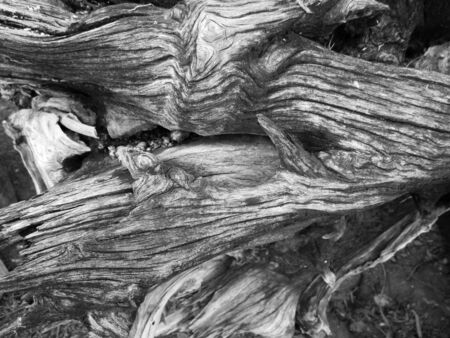 Wood backgroundの写真素材