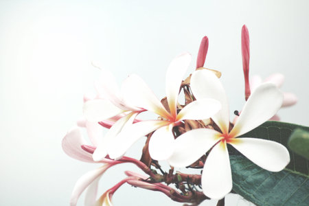 White frangipani flower on treeの写真素材