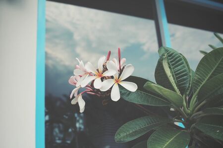 White frangipani flower on treeの写真素材