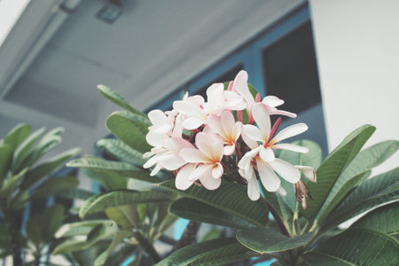 White frangipani flower on treeの写真素材