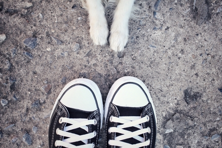 Selfie of dog foot with sneakersの写真素材