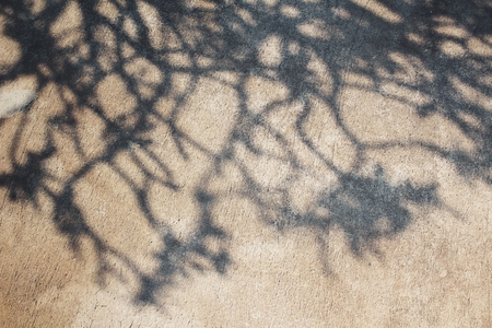 Shadow of branchesの写真素材