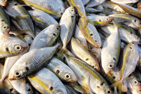 Fresh fish