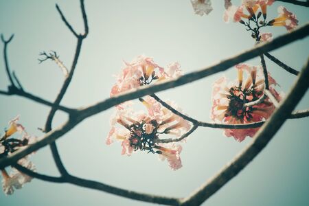 Pink flowersの写真素材