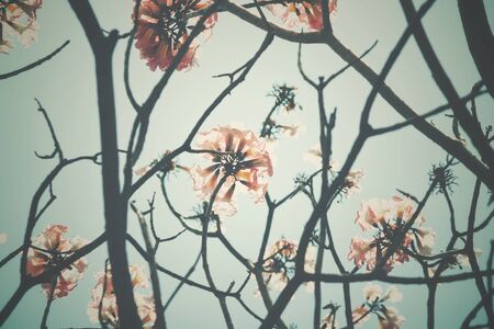 Pink flowersの写真素材