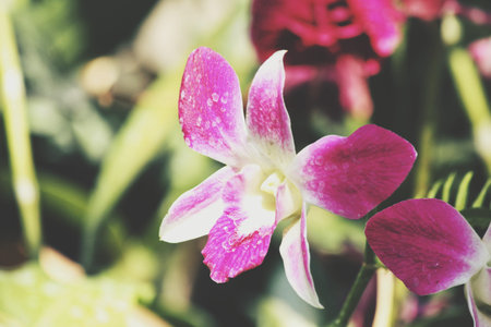 Pink orchid