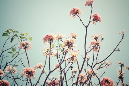 Pink flowersの写真素材