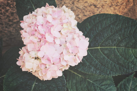Hydrangea flowers