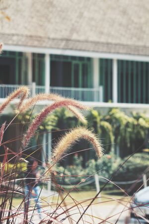 Grass flowers with homeの写真素材