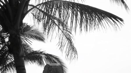 Coconut treeの写真素材