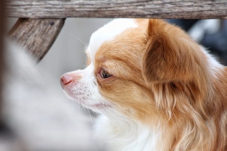 Chihuahua dogの写真素材