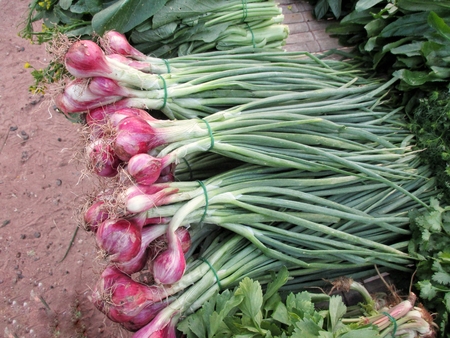 Onion plantの写真素材