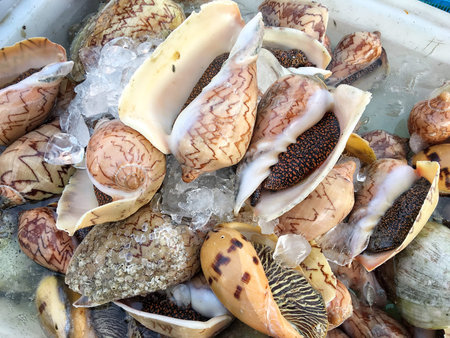 Conch shell