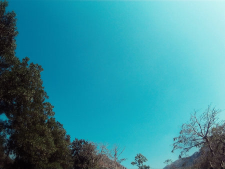 Sky with tree