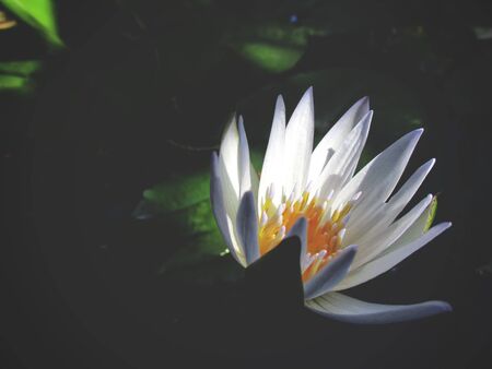 Lotus flowerの写真素材