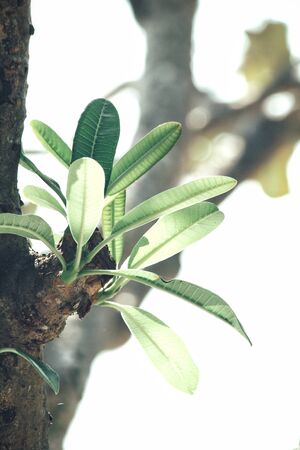 Green leavesの写真素材