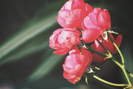 Red rose