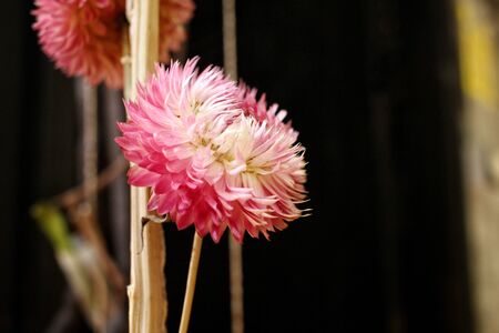 Dry flowersの写真素材