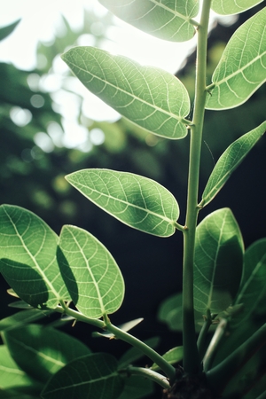 Green leaves with shadowの写真素材