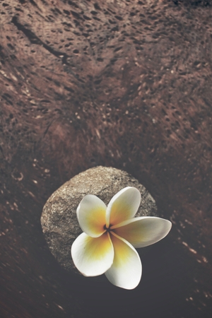 White frangipani flower with stoneの写真素材