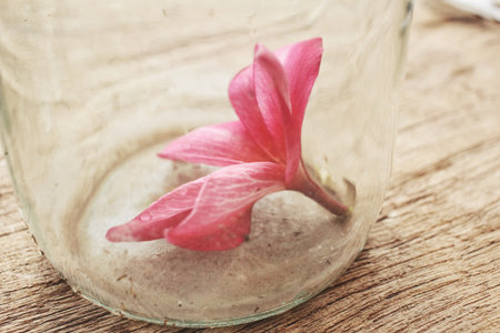 Pink frangipani flower