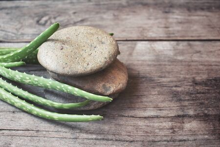 Aloe vera with stoneの写真素材