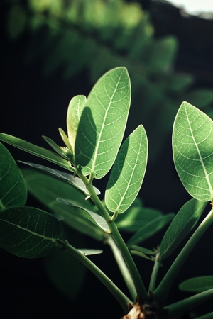 Green leaves with shadowの写真素材