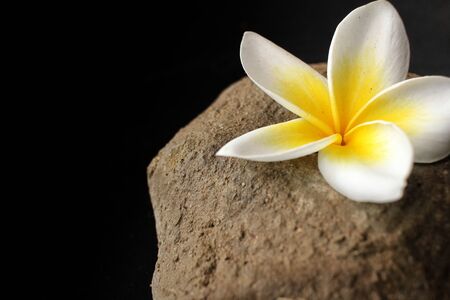 White frangipani flower with stoneの写真素材