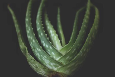 Aloe veraの写真素材