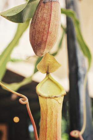 Tropical pitcher plantsの写真素材